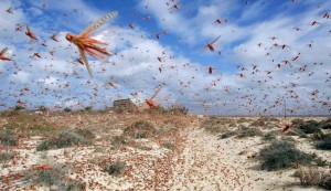 University of Sydney to track Locusts