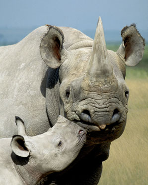 3782_file_rhinos_artwolfe