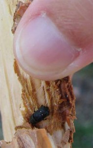 Unmanned Aircraft Systems’ Remote Sensing Technology Used Against Bark Beetles in National Forests