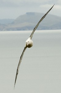 Albatross II