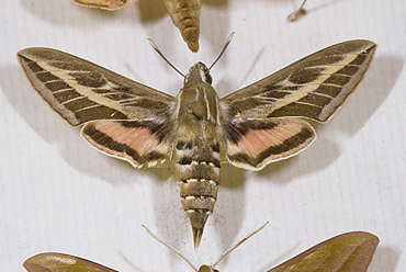 New Scientist:- Moth navigation probed to improve micro-drone flight