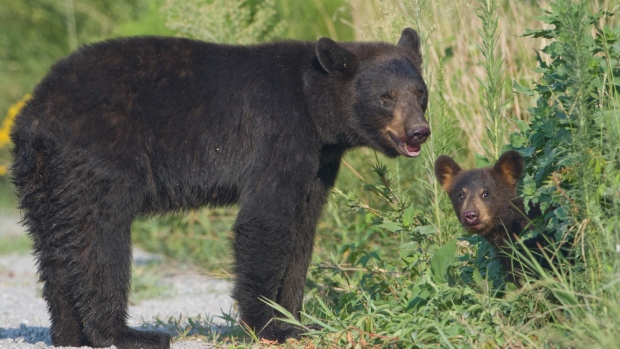 mother-bear-and-cub