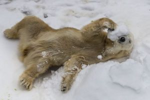 pokar-bear-300x200.jpg