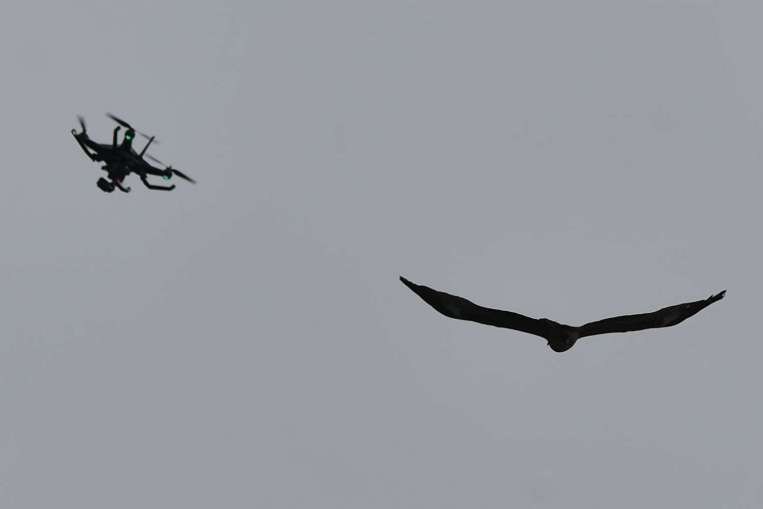 birdquad