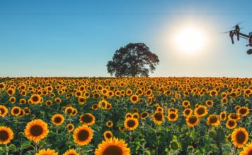 inspire-sunflowers-356x220.jpg