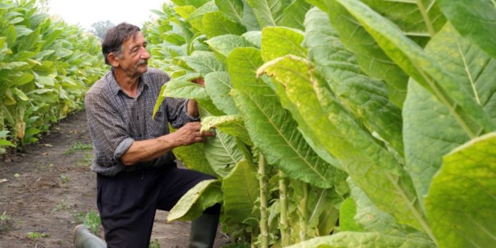 tobaco agriculture
