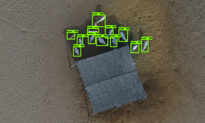 Arabian Oryx detection count 1