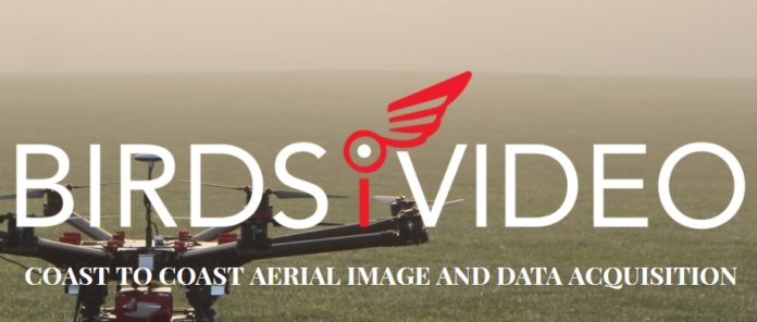 birdsivideo