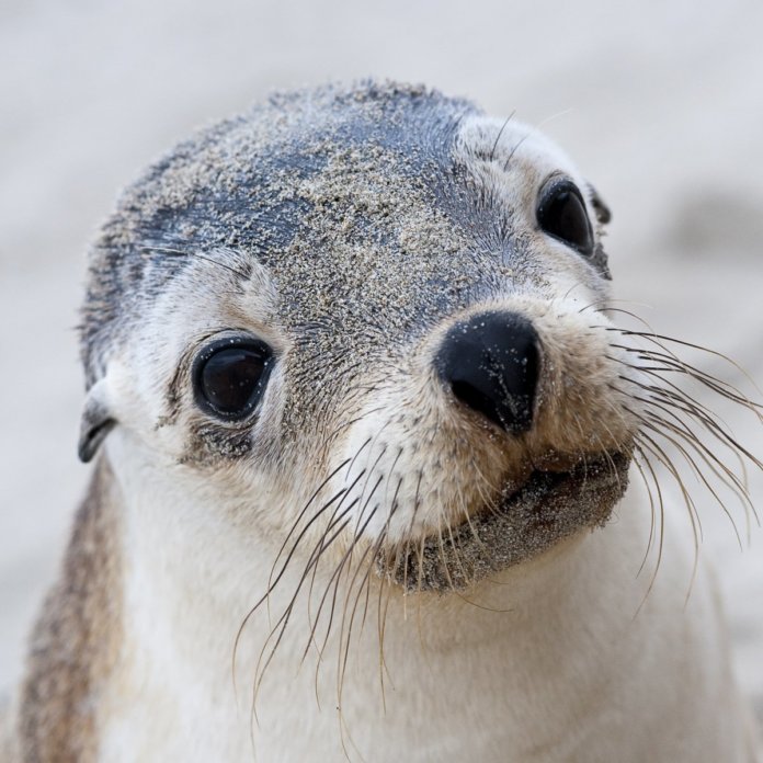 australian-sea-lion