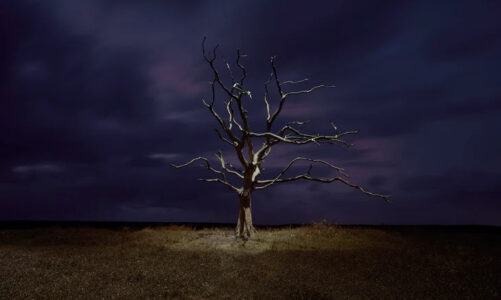 Project TREE: A World Photography Award Winner